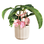 facet rund 26cm mandelrosa